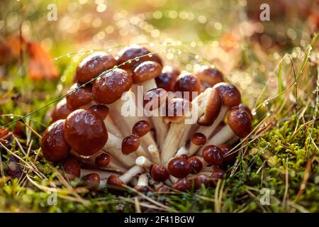 Armillaria Pilze aus Honig Agaric in einem sonnigen Wald im Regen. Honigpilze gelten in der Ukraine, Russland, Polen, Deutschland und anderen europäischen Ländern als einer der besten Wildpilze. Stockfoto