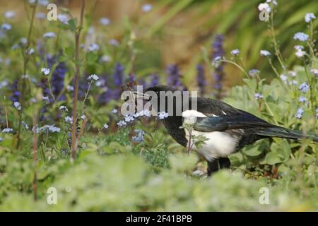 Elster - Nahrungssuche in Garten Pica Pica Essex, UK BI020829 Stockfoto