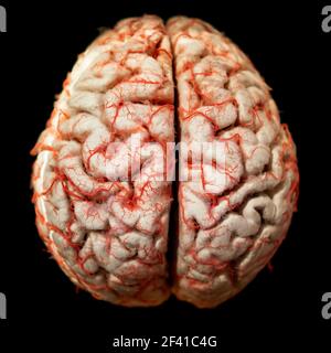 Menschliche Gehirn closeup Stockfoto