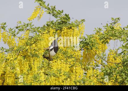 Elster - Fang fliegt in Goldregen Baum Pica Pica Essex, UK BI020839 Stockfoto