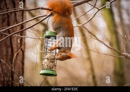 Eichhörnchen auf der Suche nach Nahrung in einem Futterhäuschen Stockfoto