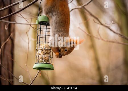 Eichhörnchen hängen kopfüber auf einem Futterhäuschen und essen Stockfoto