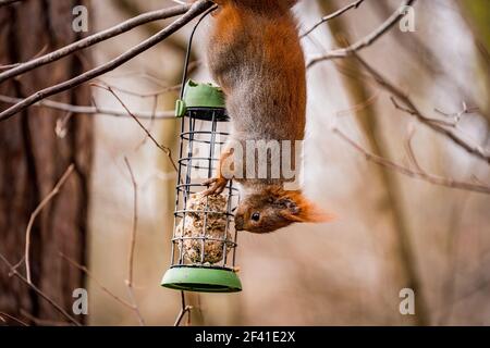 Eichhörnchen hängen kopfüber auf einem Futterhäuschen Stockfoto