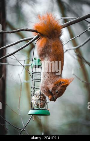 Rotes Eichhörnchen essen Nüsse auf dem Kopf aus einem Futterhäuschen Stockfoto