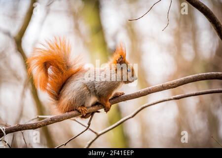 Das rote Eichhörnchen im Park auf dem Ast Stockfoto
