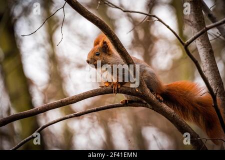 Rotes Eichhörnchen klettert auf einen Ast Stockfoto