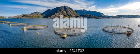 Bauernhof Lachs Angeln in Norwegen. Norwegen ist der größte Produzent von Zuchtlachs in der Welt, mit mehr als einer Million Tonnen pro Jahr produziert werden. Stockfoto