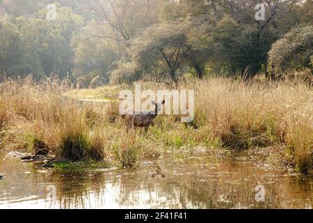 Sambar Rusa unicolor ist ein großer Hirsch, der auf dem indischen Subkontinent, Südchina und Südostasien beheimatet ist und als gefährdete Art aufgeführt ist. Ranthambore National Park Sawai Madhopur Rajasthan Indien Stockfoto