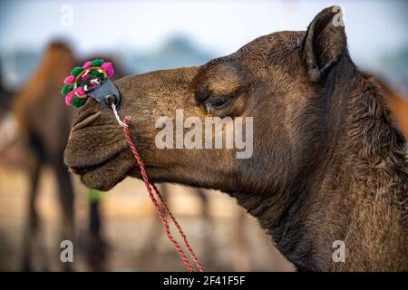Kamele an der Pushkar Fair, auch als die Pushkar Camel Fair oder lokal als Kartik Mela ist ein jährliches Mehrtages-Viehmarkt und kulturelle in der Stadt Pushkar Rajasthan, Indien statt. Stockfoto