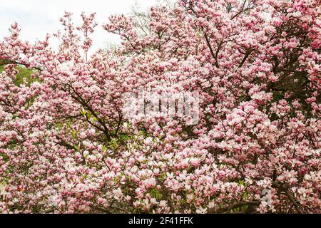 Kleiner Magnolienbaum mit rosa Blüten. Große Anzahl von Magnolienblüten. Verschwommen. Fröhlicher schöner Hintergrund. Großer Dude während der Blüte. magnolia inflore Stockfoto