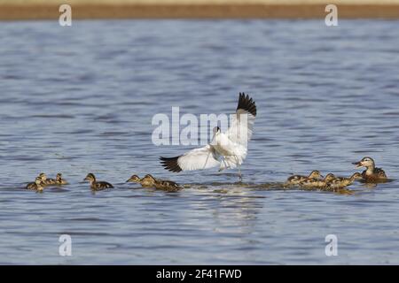 Avocet greift Mallard Familie über seine TerritoriumRecurviostra avosetta & Anas platyrhynchos Minsmere RSPB Reserve Suffolk, UK BI020948 Stockfoto