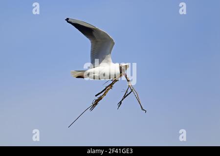 Schwarzkopfmöwe - tragend NistmaterialLarus ridibundus Minsmere RSPB Reserve Suffolk, UK BI020971 Stockfoto