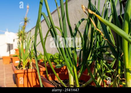 Blick auf einen Stadtgarten in Kunststofftöpfen mit Schnittlauch und Knoblauch im Vordergrund. Selektiver Fokus. Eco Food-Konzept Stockfoto