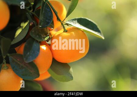 Mandarinenbaum.Mandarinen Früchte auf einem Zweig. Zitrusfrüchte leuchtend orange Früchte an den Zweigen in hellem Sonnenlicht im Sommergarten. Bio natürlich reif Stockfoto