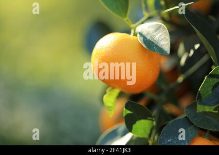 Mandarinenbaum.Mandarinen Früchte auf einem Zweig. Zitrusfrüchte leuchtend orange Früchte auf den Zweigen im Sonnenlicht im Sommergarten. Bio natürliche reife Bio Stockfoto