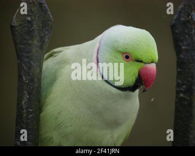 Nahaufnahme eines Grünhals-Sittichs - Psittacula krameri Stockfoto