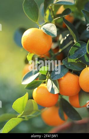 Mandarinenbaum.Mandarinen Früchte auf einem Zweig. Zitrusorange Früchte auf den Zweigen im Sonnenlicht im Sommergarten. Bio natürliche reife Bio-Farm Stockfoto