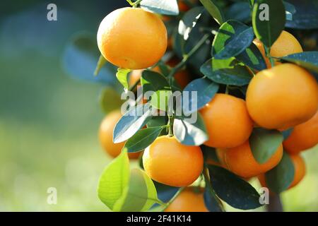 Mandarinenbaum.Mandarinen Früchte auf einem Zweig. Zitrusorange Früchte an den Zweigen im hellen Sonnenlicht im Sommergarten. Bio natürliche reife Bio Stockfoto