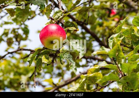 Ein reifer saftiger rosa roter Apfel hängt am Ast eines Apfelbaums gegen den Himmel. Selektiver Fokus. Apfelbaum Blätter von Schädlingen gefressen. Früchte aus der Ferne Stockfoto