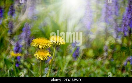 Löwenzahn Blume auf grünen Frühlingswiese. Leuchtende verschwommene violette Blumen auf dem Hintergrund mit hellem Bokeh und kurzer Schärfentiefe. Nahaufnahme mit Platz Stockfoto