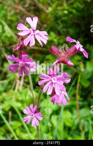 Lupinus flos-cuculi, die gemeinhin als Ragged Robin, ist eine krautige Staude Pflanze in der Familie Caryophyllaceae, England, Großbritannien Stockfoto