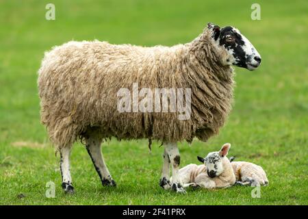 Swaledale Maultierschafe mit ihren neugeborenen Zwillingslämmern im Frühling, stand in grüner Wiese. Beide Lämmer schlafen. Konzept: Die Liebe einer Mutter. Querformat, Stockfoto