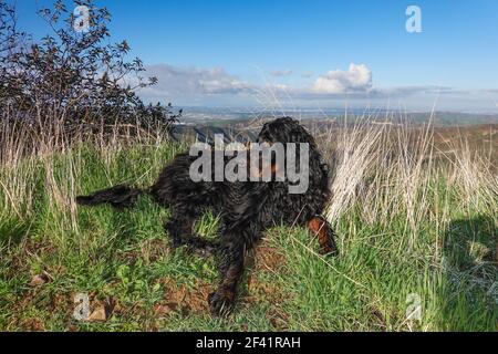 Gordon Setter Hund, der beim Wandern mit geschlossenen Augen auf der Seite des Weges ruht. Stockfoto