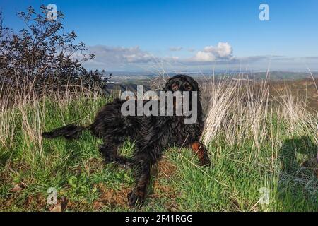 Gordon Setter Hund, der beim Wandern mit geschlossenen Augen auf der Seite des Weges ruht. Stockfoto