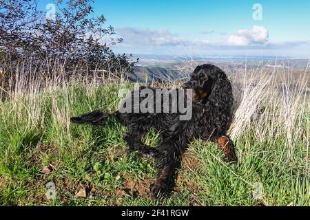 Gordon Setter Hund, der beim Wandern mit geschlossenen Augen auf der Seite des Weges ruht. Stockfoto