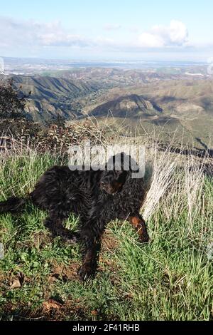 Gordon Setter Hund, der sich beim Wandern auf der Seite des Weges ausruhen kann. Stockfoto