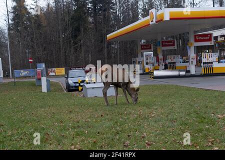 Polen, Zakopane - 13. November 2020: doe in den Straßen von Zakopane Stockfoto