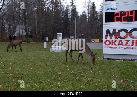 Polen, Zakopane - 13. November 2020: doe in den Straßen von Zakopane Stockfoto