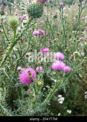 Bienen auf blühenden Blütenköpfen von Milchdistel. Natur Hintergrund. Stockfoto