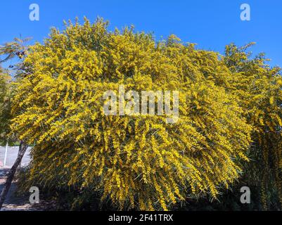 Acacia retinodes, die Silberakazie, ist eine mehrjährige, kosmopolitische Baumpflanzenart. Sie hat das ganze Jahr über Blumen. Einige gebräuchliche Namen sind gelbe Akazie Stockfoto