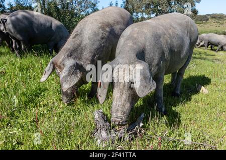 Iberische Schweine weiden in der Huelva Landschaft. Schweine auf der grünen Weide Andalusien, Spanien Stockfoto