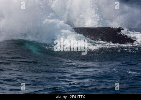 Buckelwal verletzen, Witless Bay Ecological Reserve, Neufundland, Kanada Stockfoto