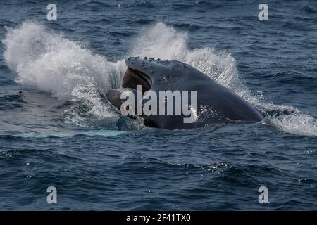 Buckelwal verletzen, Witless Bay Ecological Reserve, Neufundland, Kanada Stockfoto