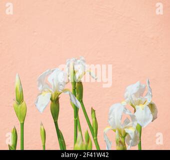 Weiße Iris blüht im Garten auf einem pastellrosa Hintergrund Stockfoto