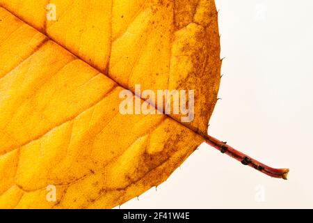 Nahaufnahme eines Blattes, die Farben des Herbstes, Studio shot mit einer Hintergrundbeleuchtung ausgestattet, so dass das Licht kommt durch Blatt Stockfoto