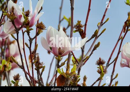 Weiße und rosa Blüten einer chinesischen Magnolie oder Tulpe Baum (Magnolia soulangeana) Stockfoto