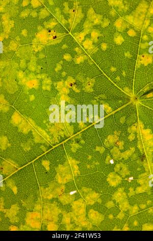 Nahaufnahme eines Blattes, die Farben des Herbstes, Studio shot mit einer Hintergrundbeleuchtung ausgestattet, so dass das Licht kommt durch Blatt Stockfoto