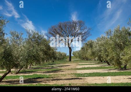 Hoher Baum, der zwischen zwei Reihen von Olivenbäumen hervorsteht In Andalusien (Spanien) Stockfoto