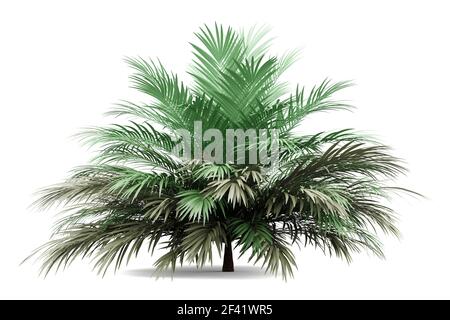 Butia Palme auf weißem Hintergrund. 3D-Darstellung Stockfoto