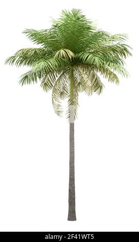 Flasche Palme auf weißem Hintergrund. 3D-Darstellung Stockfoto