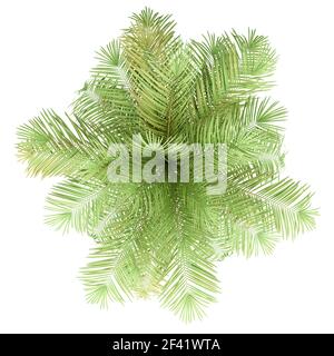 Flasche Palme auf weißem Hintergrund. nach oben anzeigen. 3D-Darstellung Stockfoto