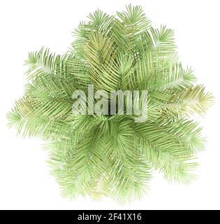 Flasche Palme auf weißem Hintergrund. nach oben anzeigen. 3D-Darstellung Stockfoto