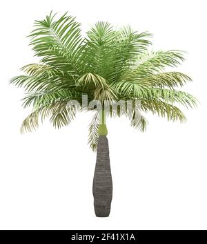 Flasche Palme auf weißem Hintergrund. 3D-Darstellung Stockfoto