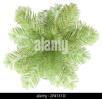 Flasche Palme auf weißem Hintergrund. nach oben anzeigen. 3D-Darstellung Stockfoto