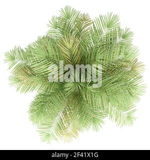 Flasche Palme auf weißem Hintergrund. nach oben anzeigen. 3D-Darstellung Stockfoto