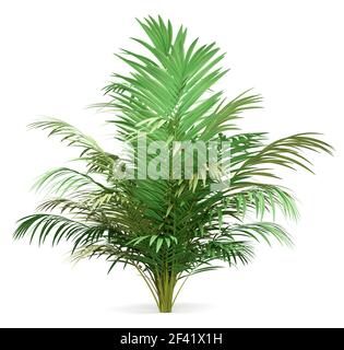 Golden cane Palm Tree auf weißem Hintergrund. 3D-Darstellung Stockfoto